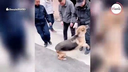 Policyjny owczarek niemiecki spotyka po dwóch latach swojego trenera i szaleje z radości (video)