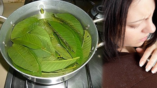 Benefits of Boiled Guava Leaves Water:अमरूद के उबले पत्तों के पानी से 1 दिन में रूसी गायब,कैसे बनाएं
