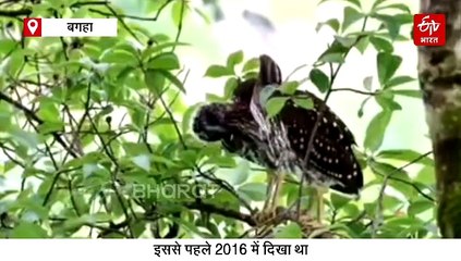 बिहार में 8 साल बाद दिखे 'मायावी पक्षी', दिनभर सोना और रात के अंधेरे में करते हैं शिकार का काम तमाम
