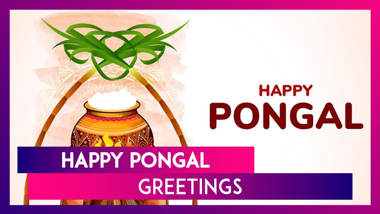 Happy Pongal 2025 Messages, Quotes, Greetings And Wishes To Celebrate The Harvest Festival