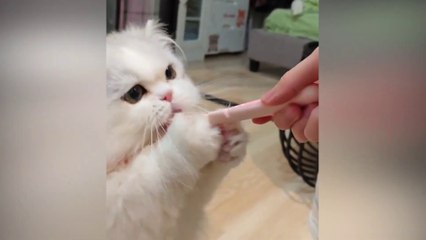 Funny Cats Collection 2025 😂 Get ready for a burst of laughter with these cute animals