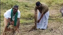 சம்பா தாளடி பயிர்களில் புகையான் தாக்குதல்;  நெற்பயிர்கள் கருகுவது போல தங்கள் வயிறும் கருகுவதாக விவசாயிகள் வேதனை