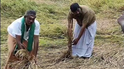 சம்பா தாளடி பயிர்களில் புகையான் தாக்குதல்;  நெற்பயிர்கள் கருகுவது போல தங்கள் வயிறும் கருகுவதாக விவசாயிகள் வேதனை