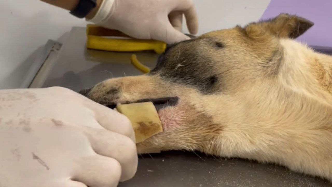 Veterinarian uses sedation to remove stuck bone from dog's mouth ...