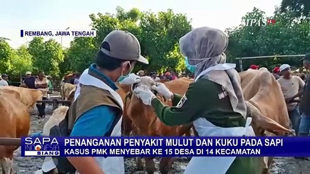 Penyakit Mulut dan Kuku Kembali Menjangkit Sapi-Sapi di Rembang dan Kediri