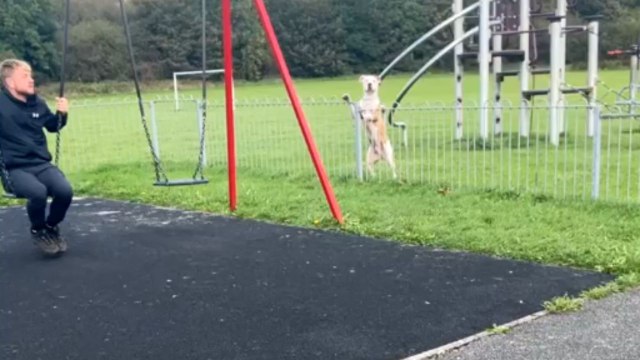 Dog can’t contain its excitement as dad enjoys a swing in the park