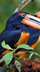 Amazing clipScenes_ Live Footage of Animals in High Quality