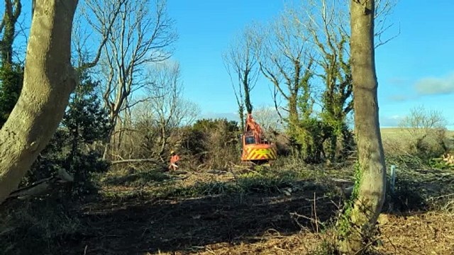 'Significant risk' - Trees to be felled in West Sussex after being 'affected by destructive disease'
