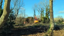 'Significant risk' - Trees to be felled in West Sussex after being 'affected by destructive disease'