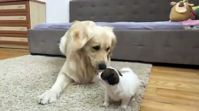 Funny Golden Retriever Reacts to a Tiny Puppy [Cutest Ever]