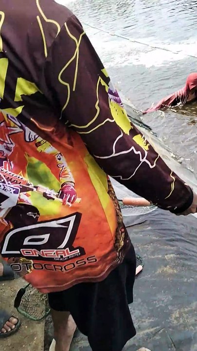 Panen Udang Vannamei