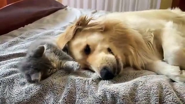 My Golden Retriever Seems to be Allergic to Kittens [Try Not to Laugh]
