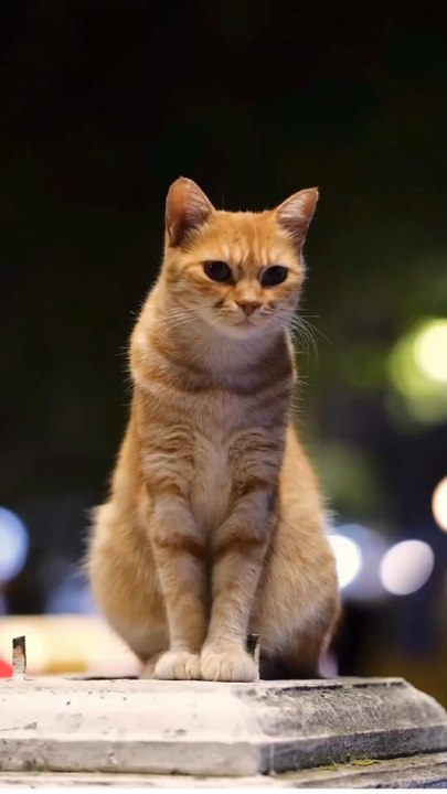 Chypre, l'île aux chats, où près d’un million de félins vivent en liberté, sous le soleil méditerranéen.