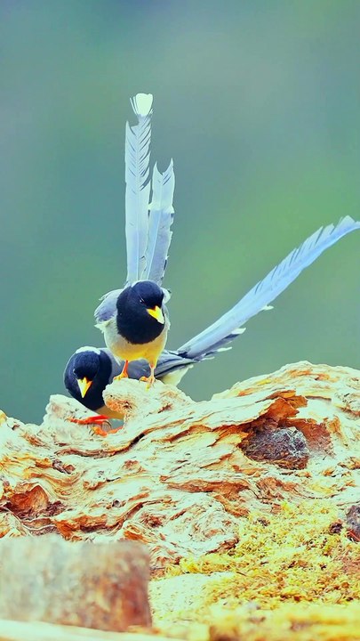 Beautiful Birds | Lovely Birds in World | Colorful Nature
