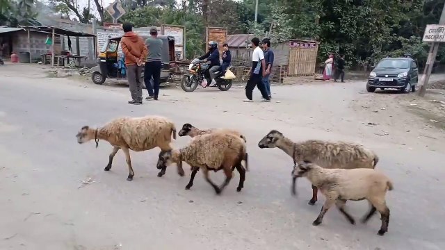 স্বাধীনতা ৭৬ বছৰৰ পিছত প্ৰথমবাৰৰ মেচাকি টঙানি গাঁৱৰ মাজেদি মাজুলীৰ পৰা ডিব্ৰুগড়ৰ আৰু তিনিচুকীয়ালৈ আৰম্ভ হ'ল বাছৰ চলাচল, উফুল্লিত ৰাইজে ক বাচৰ। চালক- হেণ্ডিমেন, যাত্ৰীক মিচিং ঐৰকক আৰু অসমীয়া