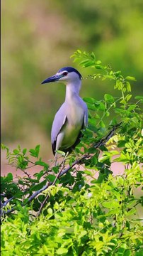 Beautiful Birds Video | Trending | Viral Video