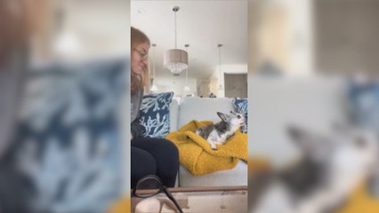 El reencuentro entre un anciano perro y su dueña después de 18 horas de viaje