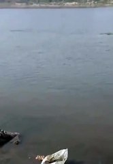 यमुना नदी के सुनवारा गांव के पास एक मगरमच्छ का शव बरामद