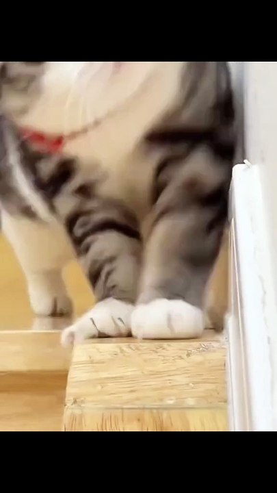 A bit of cuteness for the weekend.