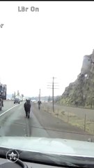 Vaca fugitiva nos EUA