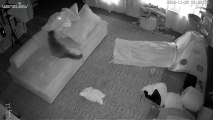 It’s Almost 7AM, Kitten sitting, I didn’t expect my 2YO to accept him and play so well