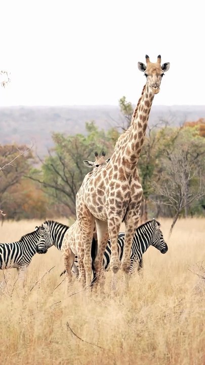 Giraffe and Zebra