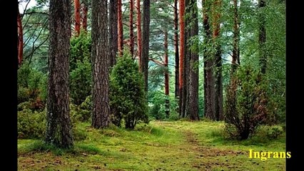 Relaxation  &  Exercise  Music  for Body Slimming