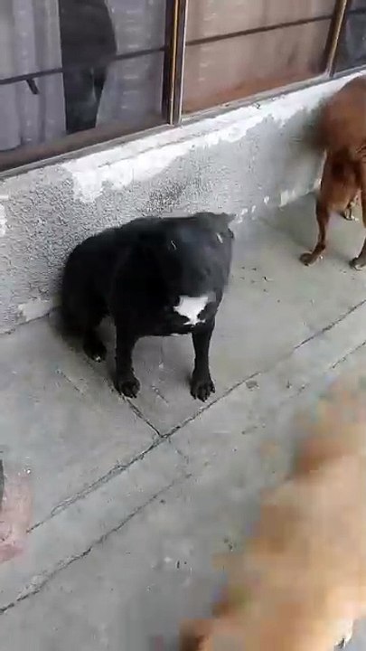 Let’s dance