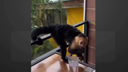 tn7-mono-se-hace-viral-se-recupera-en-zoo-ave-080125