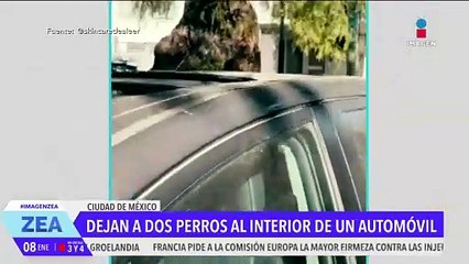 Abandonan por más de 20 horas a 2 perritos dentro de un automóvil
