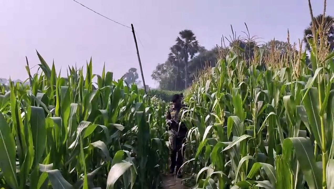 Katihar Crime News_मक्के के खेत मे मिला किशोरी का शव_एसपी ने मौके पर पहुँचकर घटनास्थल का लिया जायजा... जानिये , क्या है पूरा मामला