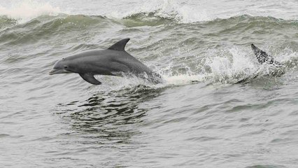 Video legt vast hoe dolfijnen golven delen met surfers