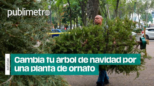 Cambia tu árbol de navidad por una planta de ornato en centro de acopio de la Benito Juárez