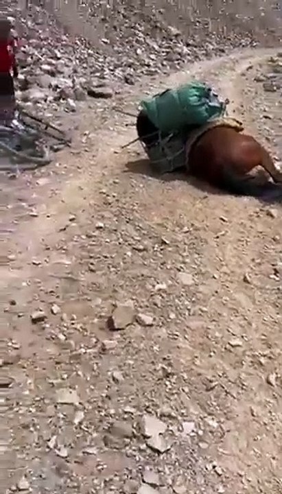 Se cae un caballo