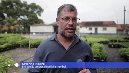 Mercado de carbono, o novo El Dorado da Amazônia brasileira?