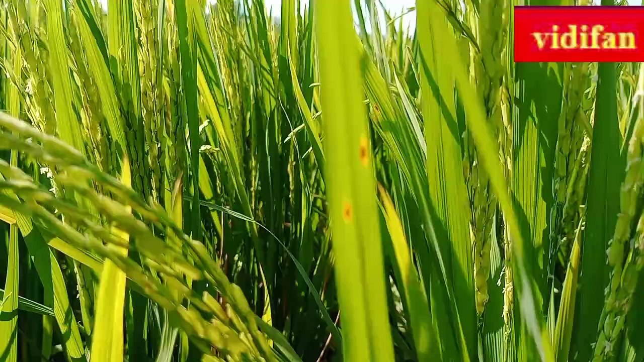 diseased rice leaves