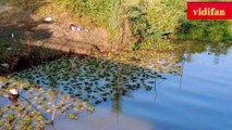 growing flowers for Tet in the countryside