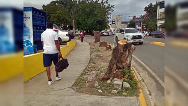 Denuncian la tala de árboles realizado por tienda china en Santiago