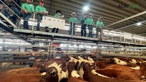 Wodonga's Hereford and Euro weaners 'keep up with' Angus prices