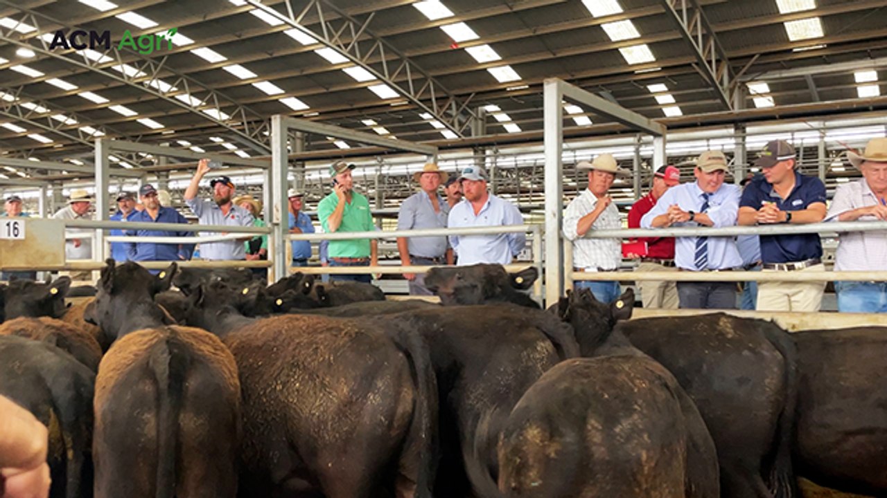 Northern buyers push prices north at first Naracoorte weaner sale for 2025