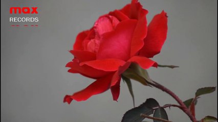 Beautiful Video of Bird & Flower | Sindh | Pakistan | max RECORDS