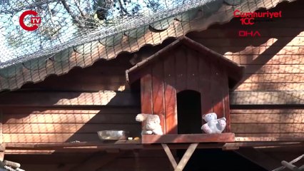 Terminalde kolide bulunmuştu: Maymun 'Fıstık'ın yeni görüntüleri paylaşıldı