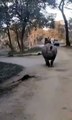 Mother & Daughter Fall In Front of Dangerous Rhinos at Kaziranga Park