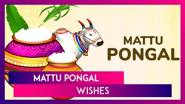 Mattu Pongal 2025 Wishes, Messages, Greetings And Quotes To Send On The Third Day Of Pongal