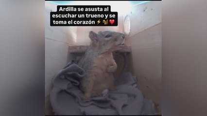 Una cámara capta la reacción de una ardilla al despertarse por un trueno: viral al instante