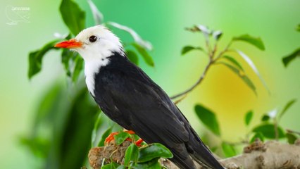 Video For Cats To Watch - Nature’s Best Entertainment For Your Feline Friends Part 2