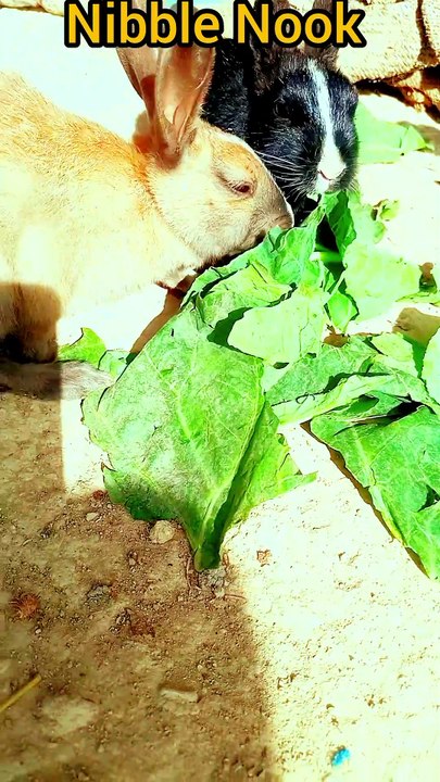 AMIZING animals 🐕‍🦺🐾