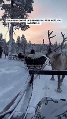 On a rencontré des rennes en Laponie !