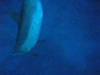 Dauphin en mer rouge