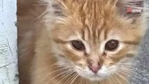 Passers-by rescue starving kitten: months later they can hardly recognise him